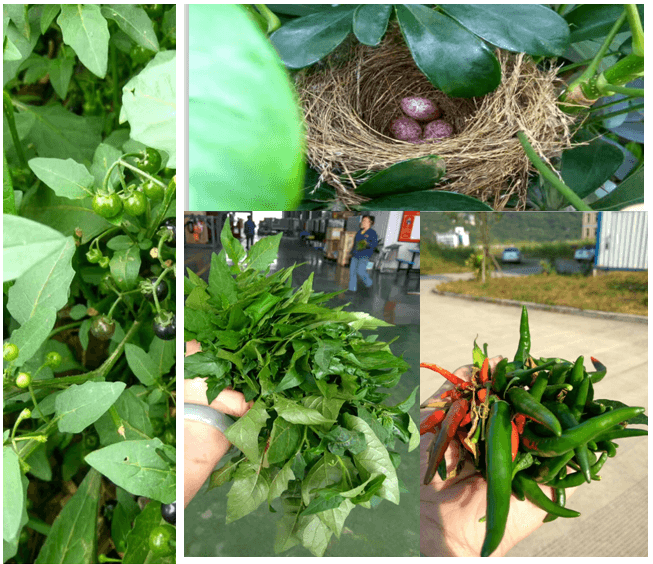 鋰電池攪拌設備企業引入傳統文化管理淺探